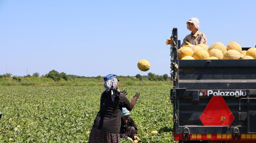 Tarımda planlama eksikliği fiyatları vurdu: Karpuz tarlada 2, markette 8,5 TL - Resim: 2
