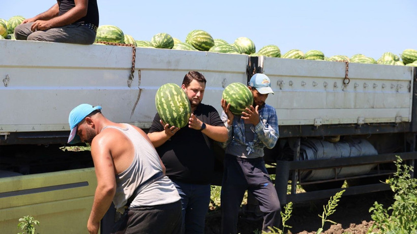 Tarımda planlama eksikliği fiyatları vurdu: Karpuz tarlada 2, markette 8,5 TL - Resim: 3