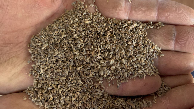 Türkiye’nin ihtiyacının yüzde 75’i buradan karşılanıyor, kilosu 100 liradan gidiyor! - Resim: 8