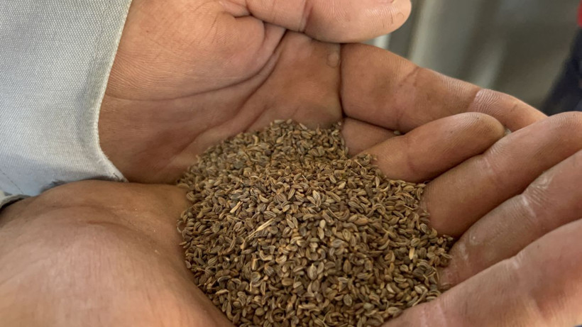 Türkiye’nin ihtiyacının yüzde 75’i buradan karşılanıyor, kilosu 100 liradan gidiyor! - Resim: 6