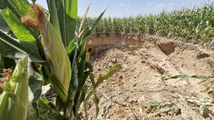Mısır tarlasında dev obruk! Çiftçi isyanda: Çapı 15 metre - Resim : 2
