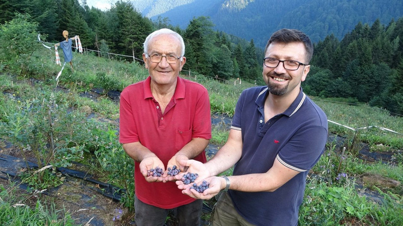 Dağın zirvesinde bereket: 1500 rakımda yaban mersini yetiştiriyor - Resim: 1