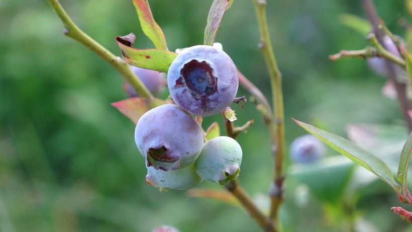 Dağın zirvesinde bereket: 1500 rakımda yaban mersini yetiştiriyor - Resim: 2
