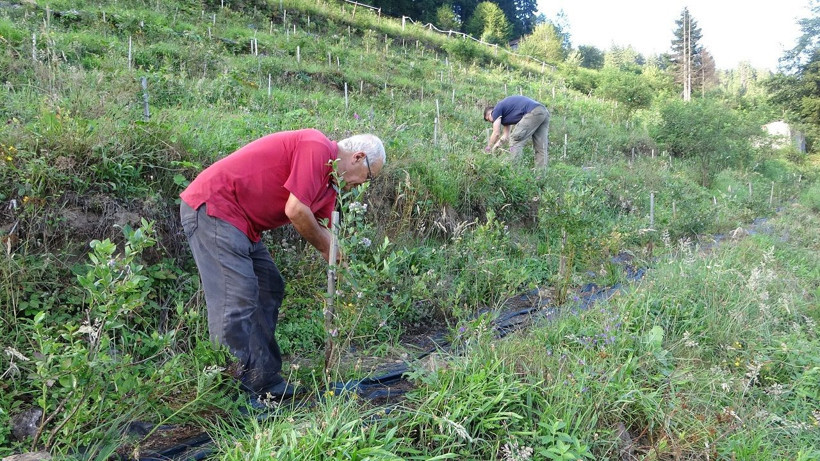 Dağın zirvesinde bereket: 1500 rakımda yaban mersini yetiştiriyor - Resim: 3