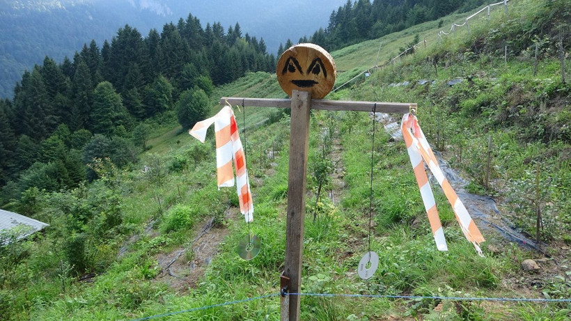 Dağın zirvesinde bereket: 1500 rakımda yaban mersini yetiştiriyor - Resim: 4