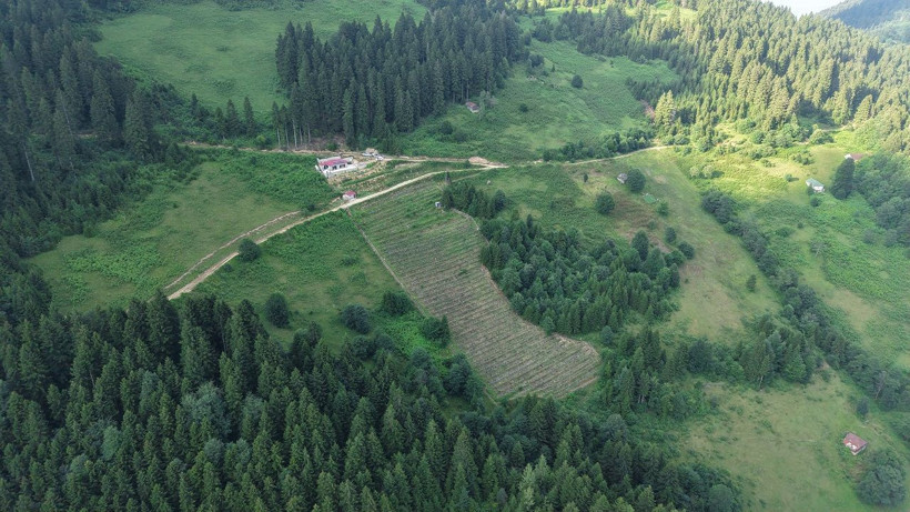 Dağın zirvesinde bereket: 1500 rakımda yaban mersini yetiştiriyor - Resim: 6