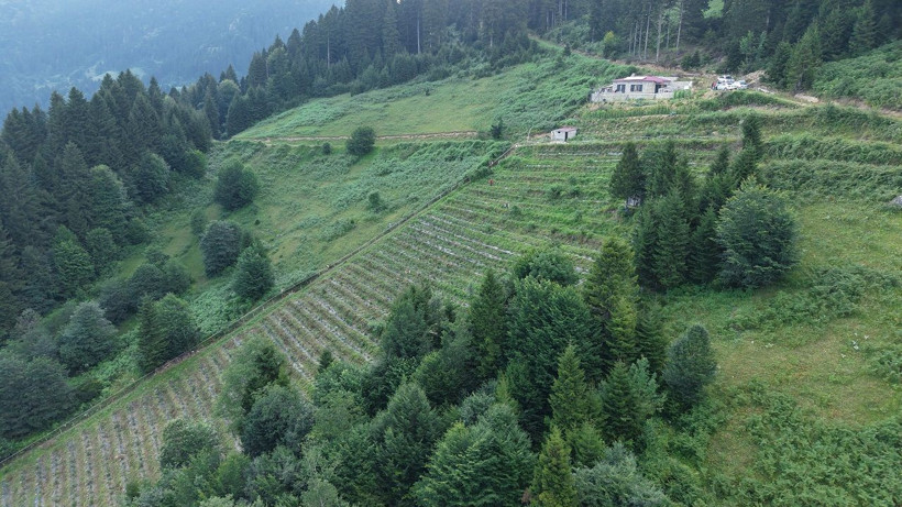 Dağın zirvesinde bereket: 1500 rakımda yaban mersini yetiştiriyor - Resim: 7