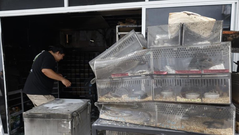 Tayland'da hayvan pazarı yandı: Binlerce can telef oldu - Resim : 1