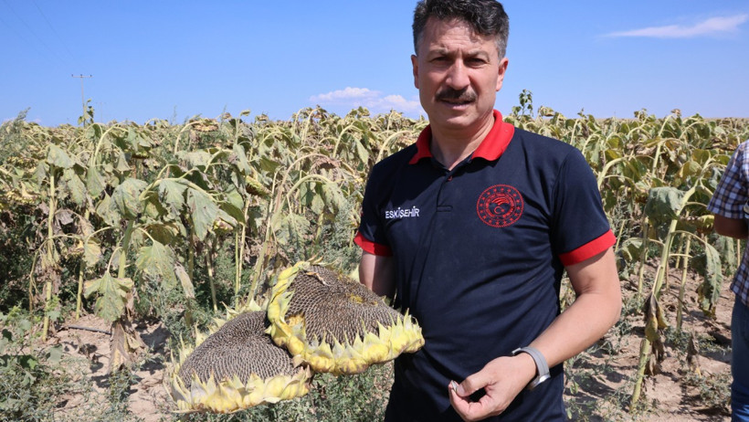 Çerezlik ayçiçeği hasadı başladı! Çiftçi umutlu - Resim : 2