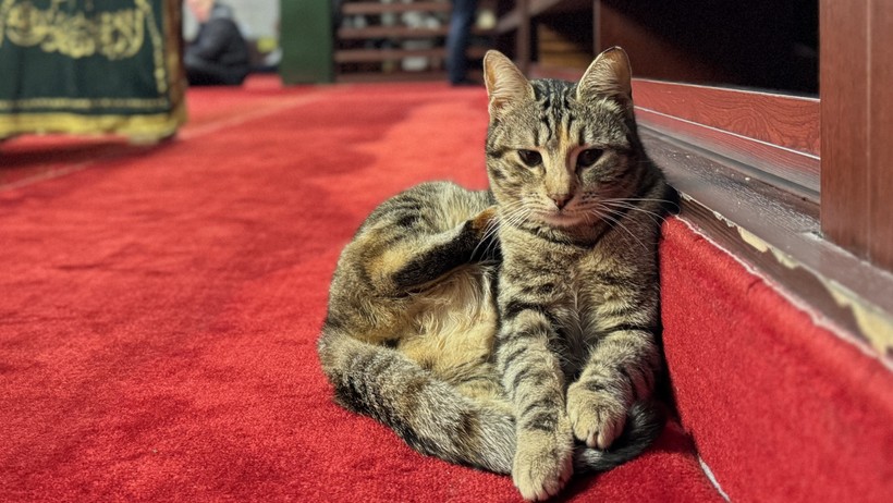 İstanbul’un daimi sakinleri sokak kedileri! Osmanlı’dan günümüze İstanbul’un kedi sevgisi - Resim : 4