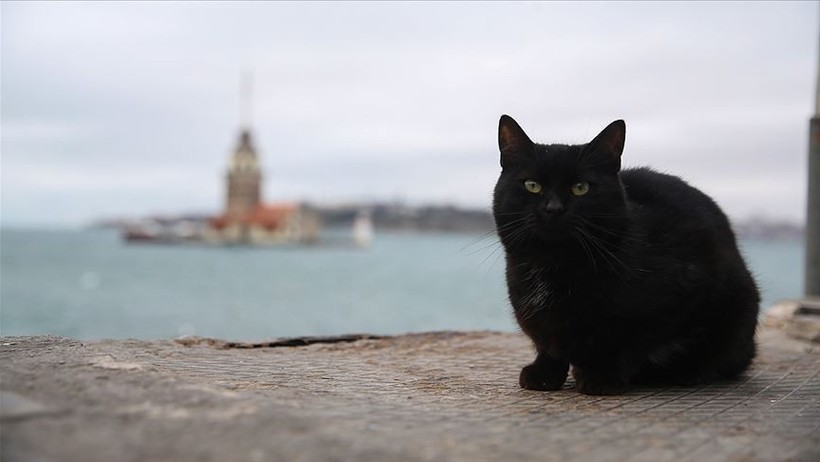 İstanbul’un daimi sakinleri sokak kedileri! Osmanlı’dan günümüze İstanbul’un kedi sevgisi - Resim : 2