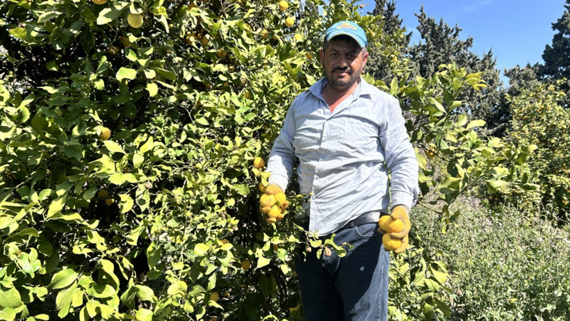 Tarlada 15 lira olan limon marketlerde 25 liraya satılıyor - Resim : 1