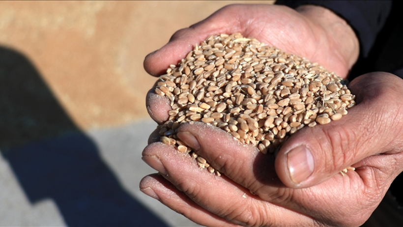 2024 tohum ihracat hacmi: 338 milyon dolar - Resim : 1