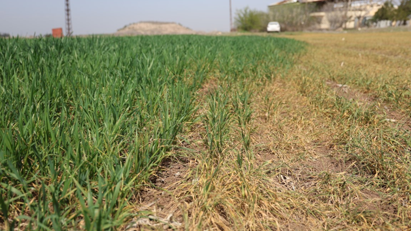 Amik Ovası'nda endişe yaratan görüntü... Bilim adamı uyardı! - Resim : 1