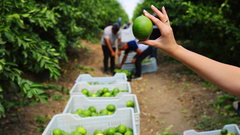 Limonda stokçuların oyunu ortaya çıktı - Resim : 2