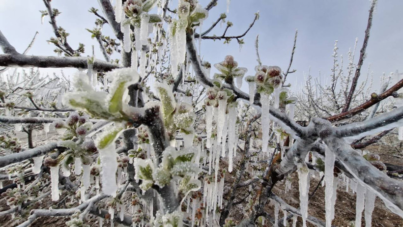 Arz zincirinden gıda enflasyonuna... Zirai donun faturası ağır olacak! - Resim : 2