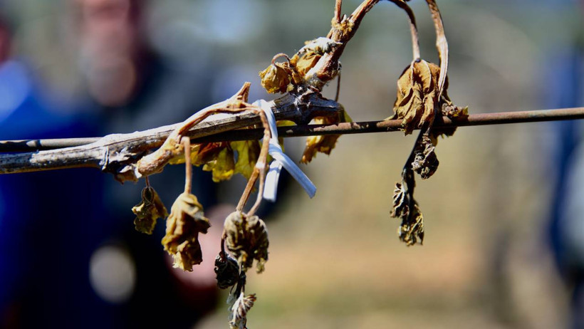 Hükümete desteği artırma çağrısı yapan TZOB'dan 'çiftçi kalmayacak' uyarısı - Resim : 1