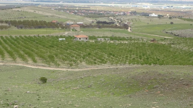 Zirai dondan etkilenmeyen tek meyve! Üreticisini de şaşırttı - Resim : 1