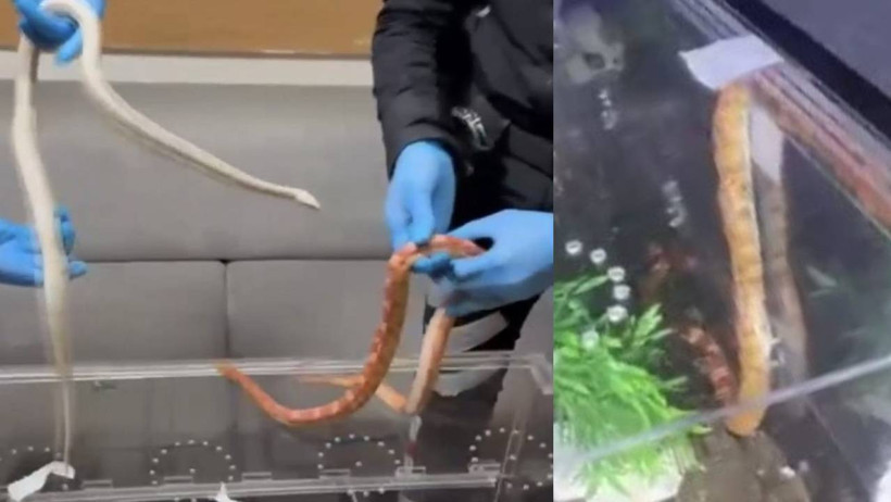 Sarıyer’de polisin durdurduğu araçtan zehirli yılanlar çıktı - Resim : 1