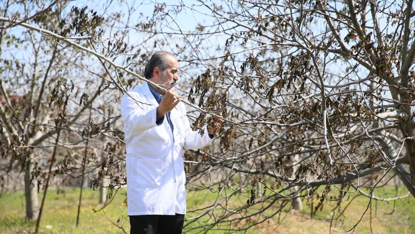 Türk akademisyenlerin geliştirdiği ceviz türü zirai dona meydan okudu: Tek bir kayıp yok! - Resim : 1