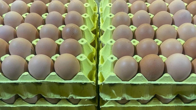 Üniversiteli tavukların yumurtaları daha hesaplı - Resim : 1