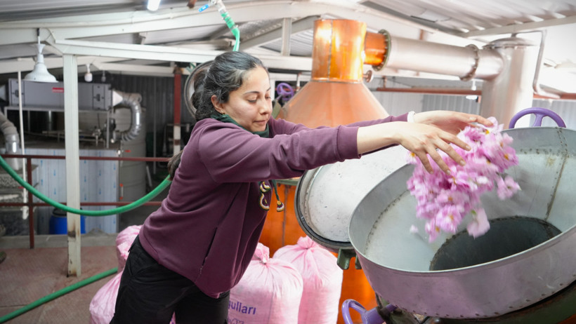 Küresel ısınma ve don gül bahçelerini de vurdu! Verim yarıya düştü - Resim : 2