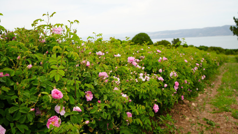 Küresel ısınma ve don gül bahçelerini de vurdu! Verim yarıya düştü - Resim : 1