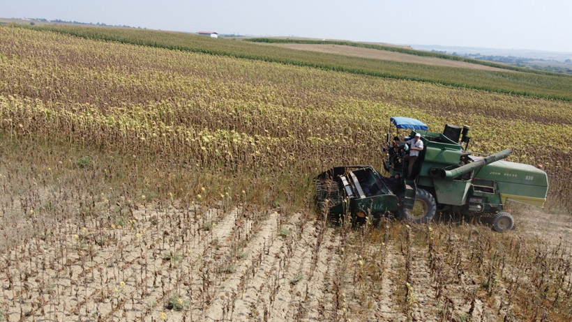 Adana'da kuraklık ayçiçeği hasadını 20 gün öne çekti - Resim : 1