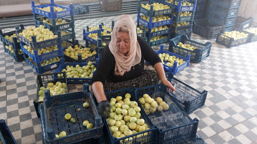 Mersin'de incir fiyatları üreticinin yüzünü güldürüyor - Resim : 2