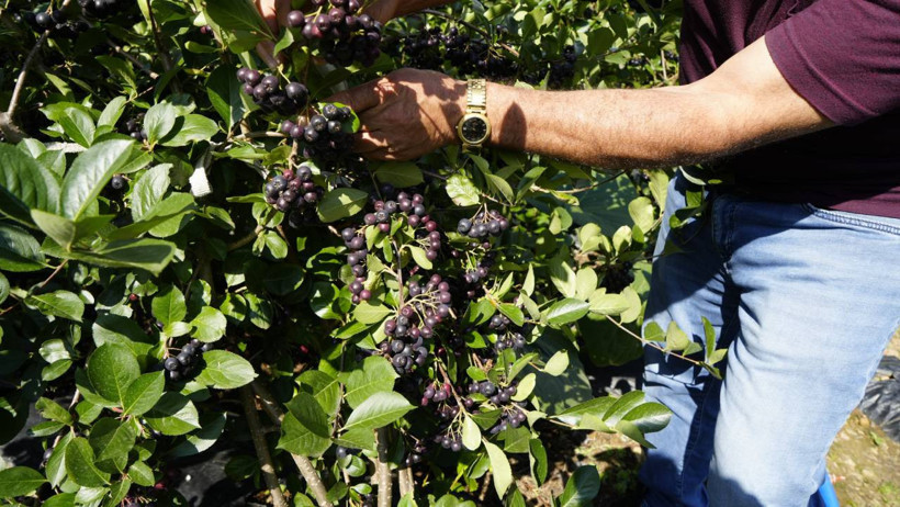 Kızılderililerin şifası Karadeniz'de rekor verime ulaştı: Zirai dondan ve soğuktan etkilenmiyor! - Resim : 2