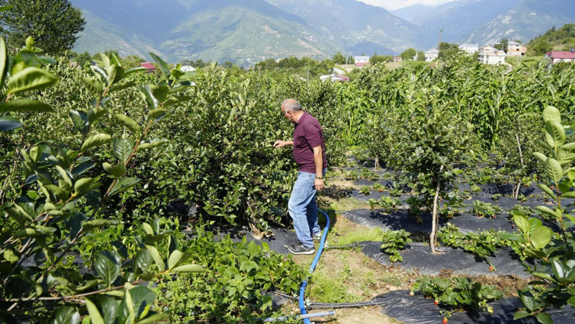 Kızılderililerin şifası Karadeniz'de rekor verime ulaştı: Zirai dondan ve soğuktan etkilenmiyor! - Resim : 1