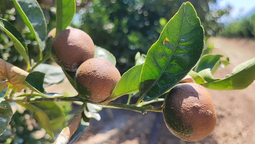 Adana’da 95 yılın sıcaklık rekoru narenciyeyi vurdu - Resim : 1
