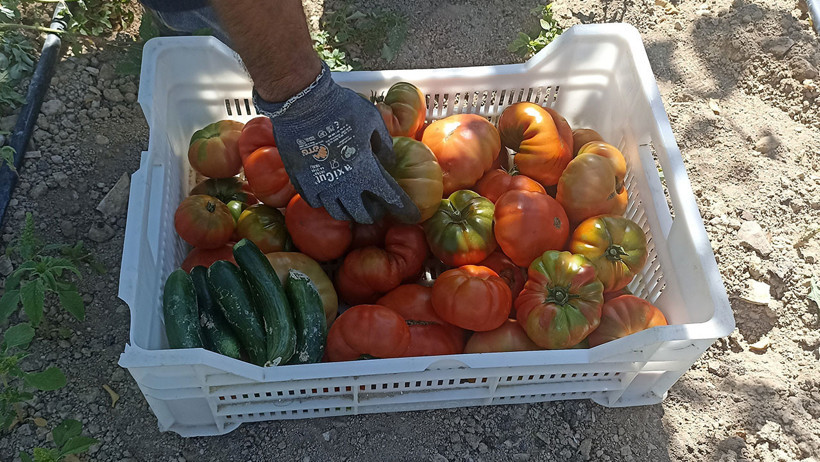 Kayısıyı don vurdu: Ata tohumundan domates hasadı başladı - Resim : 1