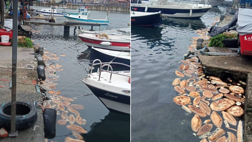 Liman sakinleri isyan etti: Her ay bir kamyon ekmeği denize döküyorlar - Resim : 1