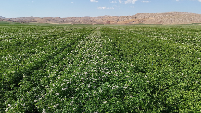 Bozkırda patates bereketi! 460 bin ton rekolte bekleniyor - Resim : 3