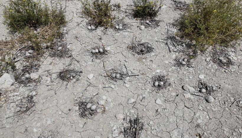 Martıların favori mekânı: Adıyaman'ın 'Martı Adası' - Resim: 4