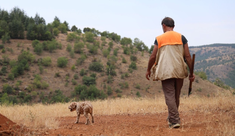 Kilosu 15 bin TL'yi buluyor, dünyanın en pahalısı! Özel eğitimli köpekle trüf mantarı avı - Resim: 1