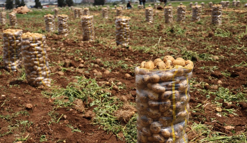 Yurt dışından gelen 2 bin tondan fazla patates virüslü çıktı: Hepsi geri gönderildi - Resim : 2