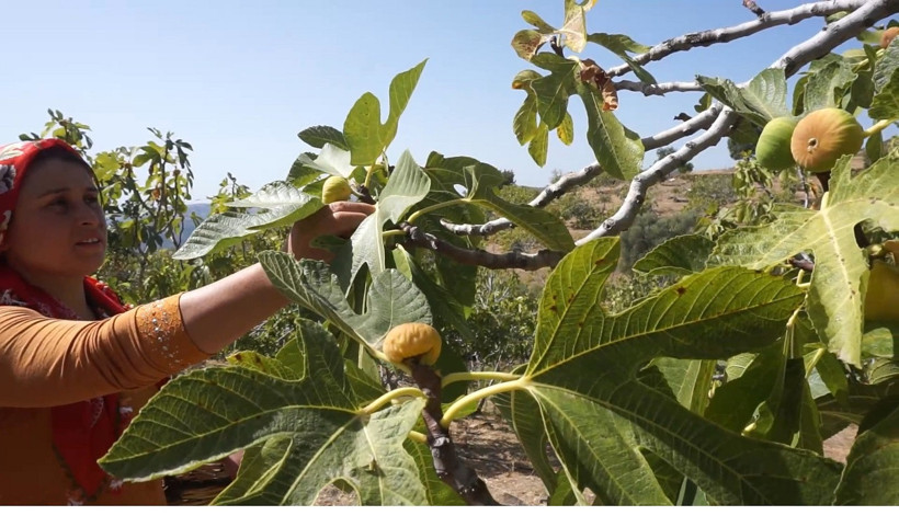 İncir hasadı için işçi aranıyor: Maaş asgari ücretin 4 katından fazla! - Resim : 1