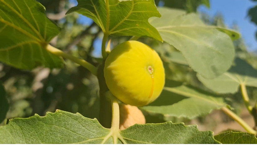İncir hasadı için işçi aranıyor: Maaş asgari ücretin 4 katından fazla! - Resim : 3