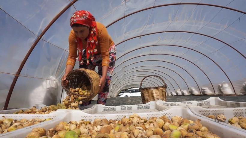 İncir hasadı için işçi aranıyor: Maaş asgari ücretin 4 katından fazla! - Resim : 2