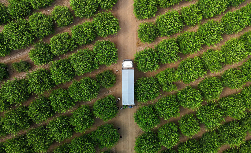 Markette cep yakıyor, kilosu 150 lirayı aştı! Zirai donun vurduğu limonda hasat vakti, fiyatlar düşecek mi? - Resim : 3