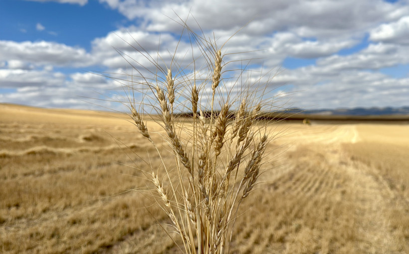 Doğru tohum seçimi kuraklıkta verim kaybını önlüyor - Resim : 1