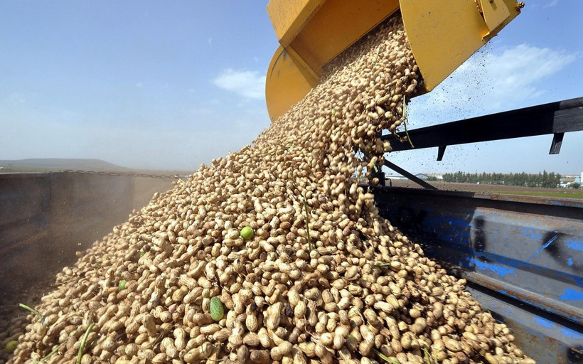 Yer fıstığı getirisi fazla olunca alternatif ürünler arasına girdi