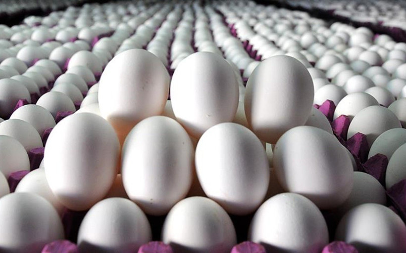 Tavuk yumurtası üretimi yüzde 7,1 arttı