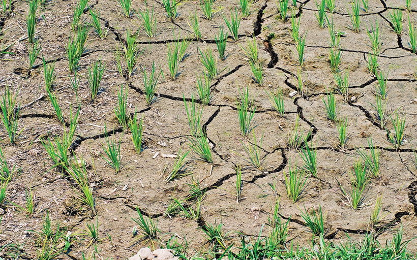 Hububatta kuraklık riski büyüyor
