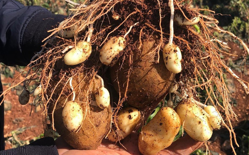 Adana, Hatay ve Mersin afet bölgesi ilan edilmeli