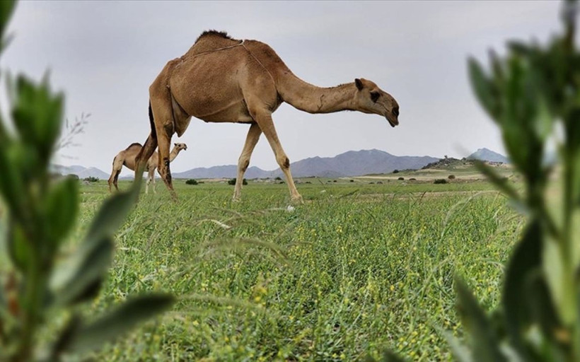 Milyonlarca yıllık, ‘Yeşil Arabistan’