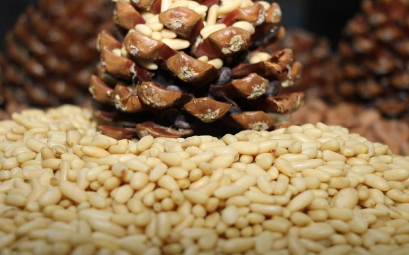 Aydın çam fıstığına AB’den coğrafi işaret tescili!