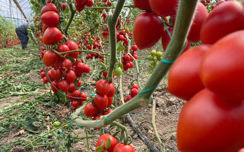 Veriler Antalya'dan: Domates ve sebzede tablo vahim